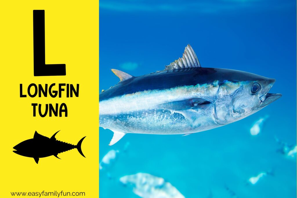in post image with yellow background, large letter L, name of animal and image of a longfin tuna