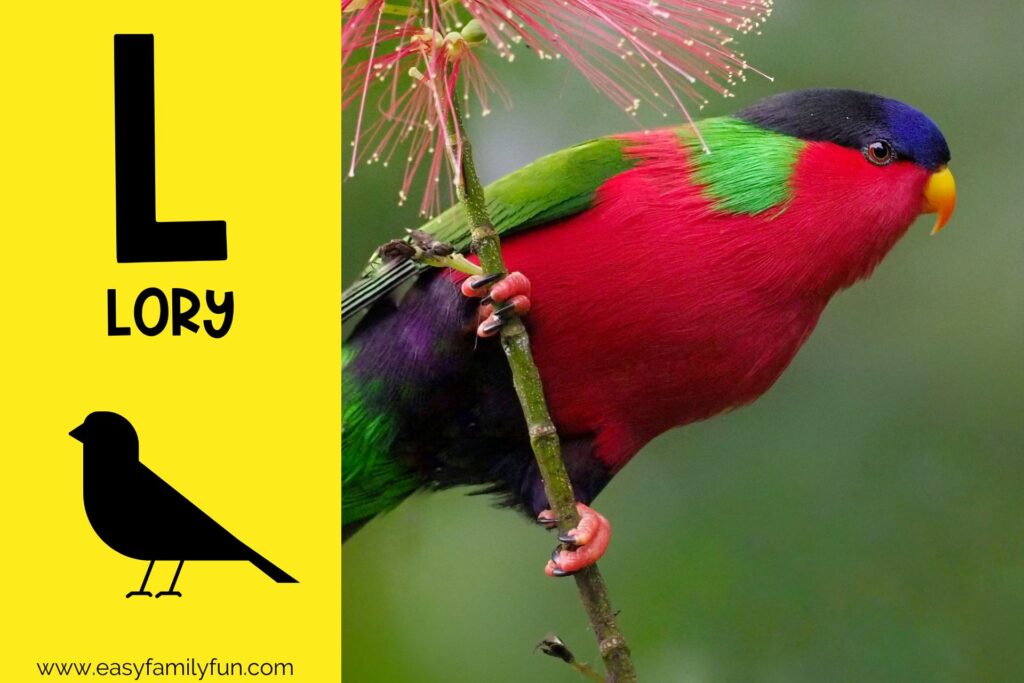 in post image with yellow background, large letter L, name of animal and image of a lory