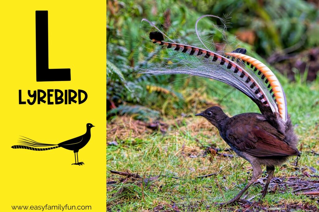 in post image with yellow background, large letter L, name of animal and image of a lyrebird