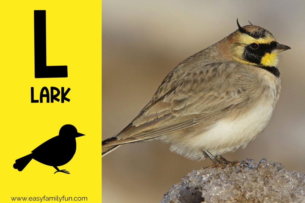 in post image with yellow background, large letter L, name of animal and image of a lark