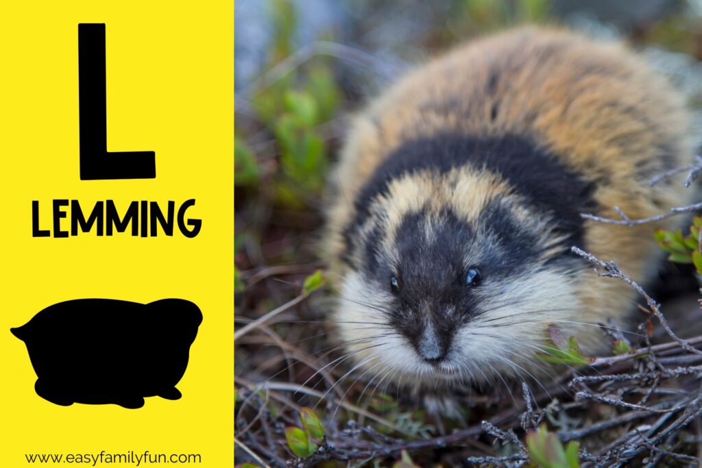 Lemming - Animal Facts for Kids - Characteristics & Pictures