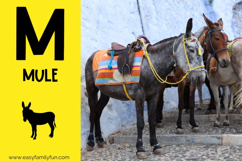 in post image with yellow background, bold letter M, name of animal and image of a mule
