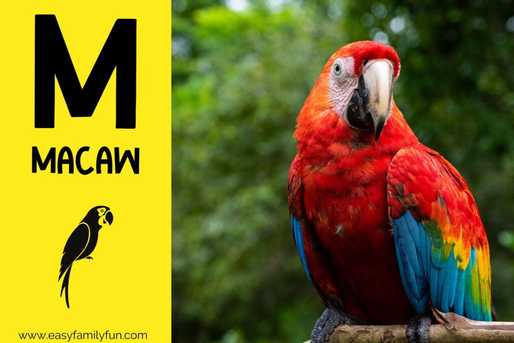 in post image with yellow background, bold letter M, name of animal and image of a macaw