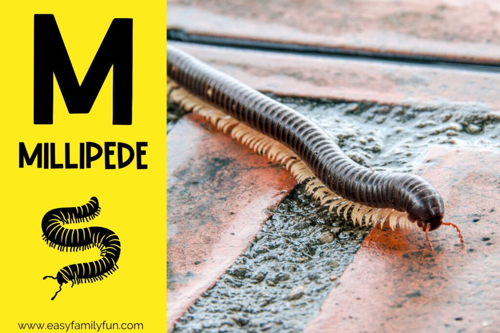 in post image with yellow background, bold letter M, name of animal and image of a millipede