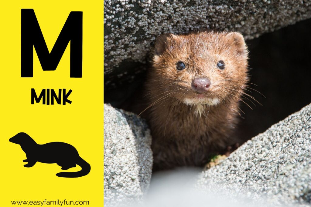 in post image with yellow background, bold letter M, name of animal and image of a mink