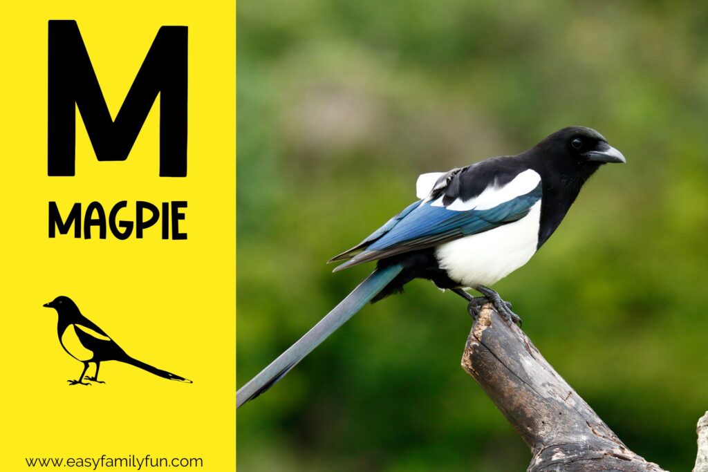 in post image with yellow background, bold letter M, name of animal and image of a magpie