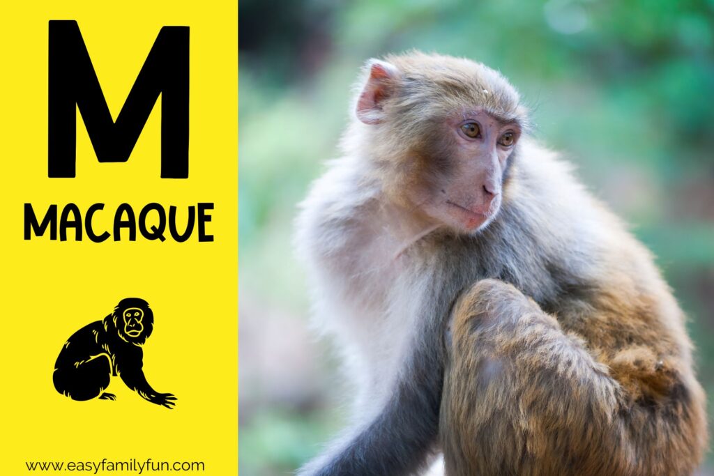 in post image with yellow background, bold letter M, name of animal and image of a macaque