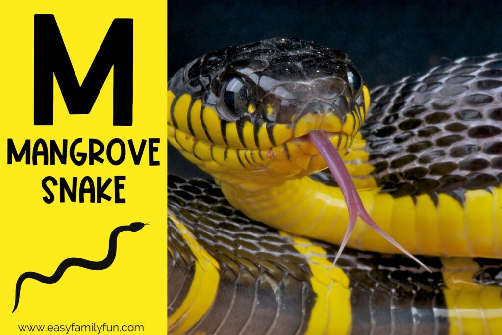 in post image with yellow background, bold letter M, name of animal and image of a mangrove snake