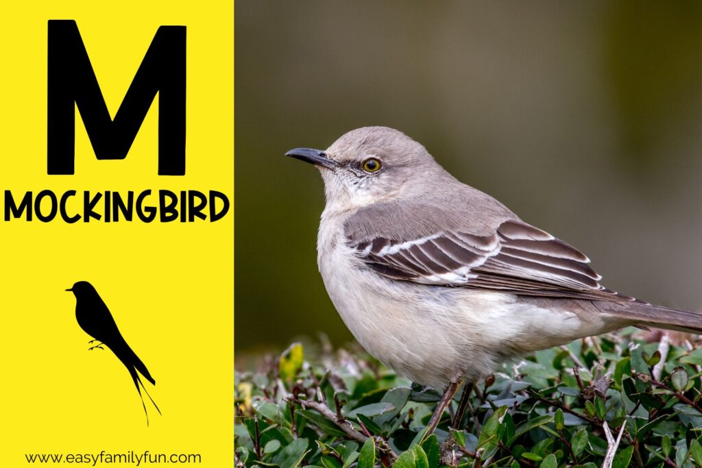 in post image with yellow background, bold letter M, name of animal and image of a mockingbird