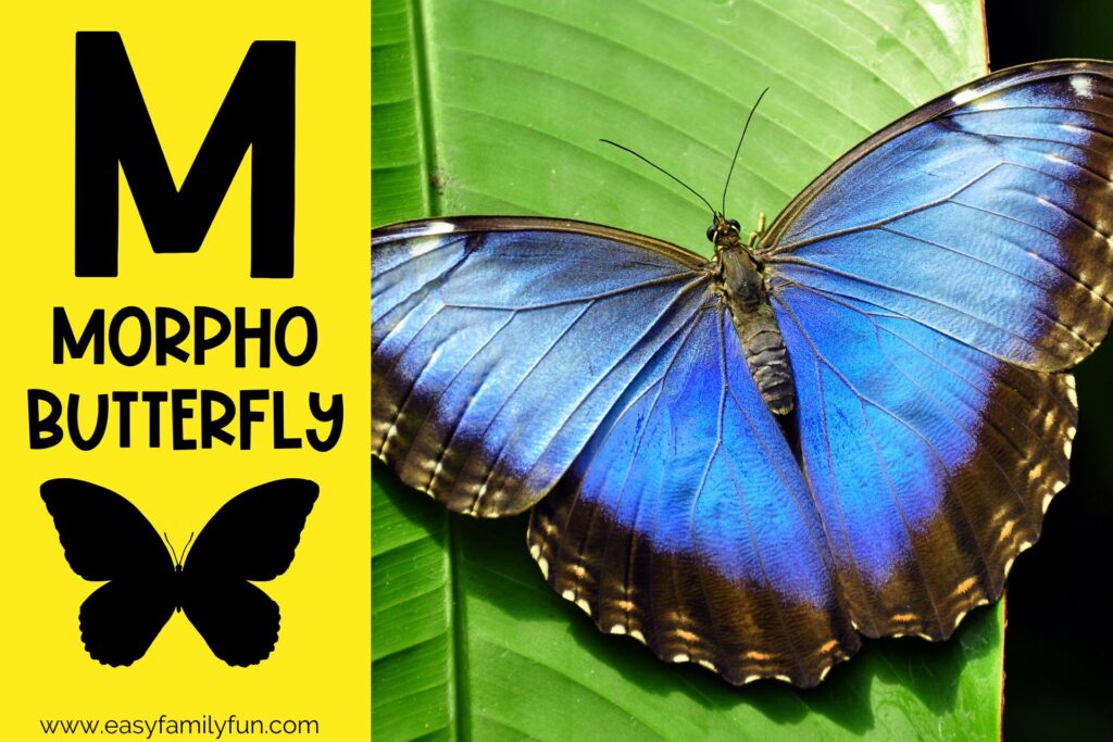 in post image with yellow background, bold letter M, name of animal and image of a morpho butterfly