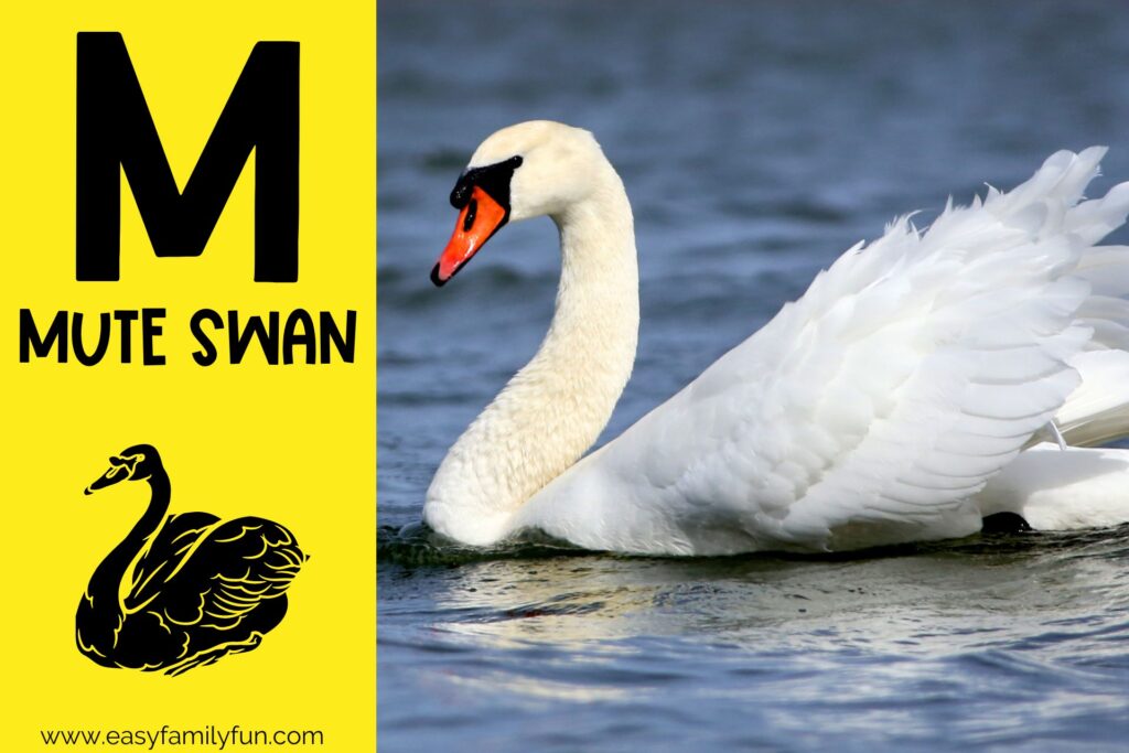 in post image with yellow background, bold letter M, name of animal and image of a mute swan