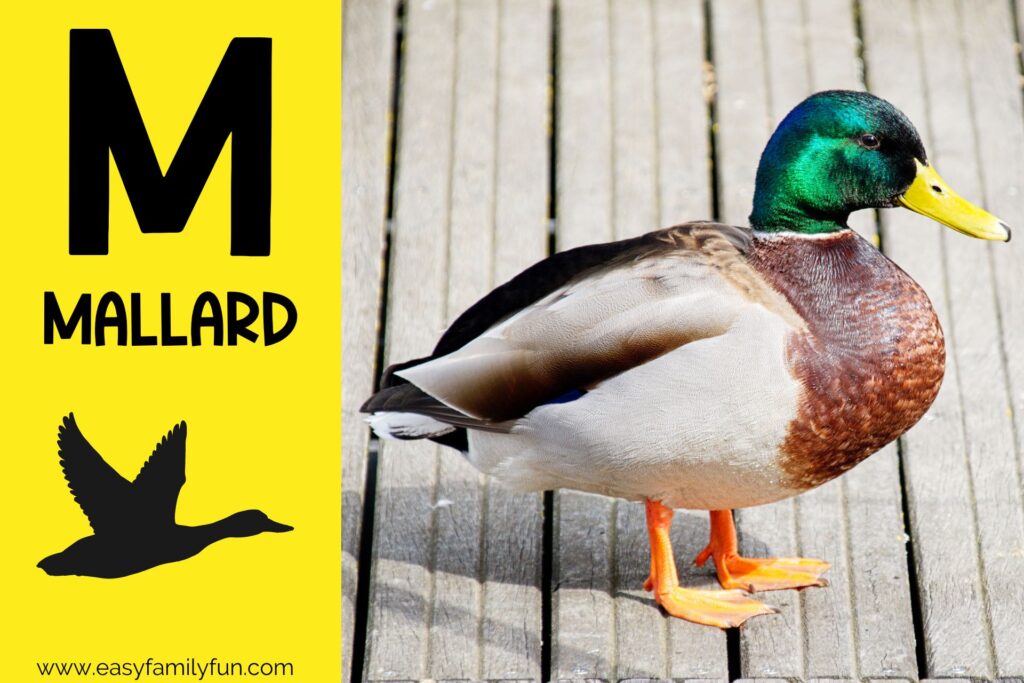 in post image with yellow background, bold letter M, name of animal and image of a mallard
