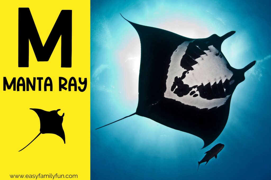 in post image with yellow background, bold letter M, name of animal and image of a manta ray