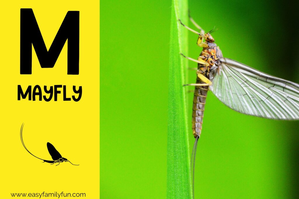 in post image with yellow background, bold letter M, name of animal and image of a mayfly