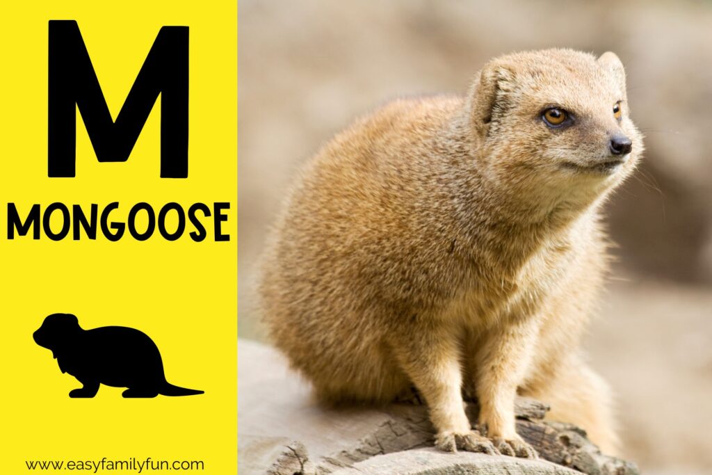 in post image with yellow background, bold letter M, name of animal and image of a mongoose