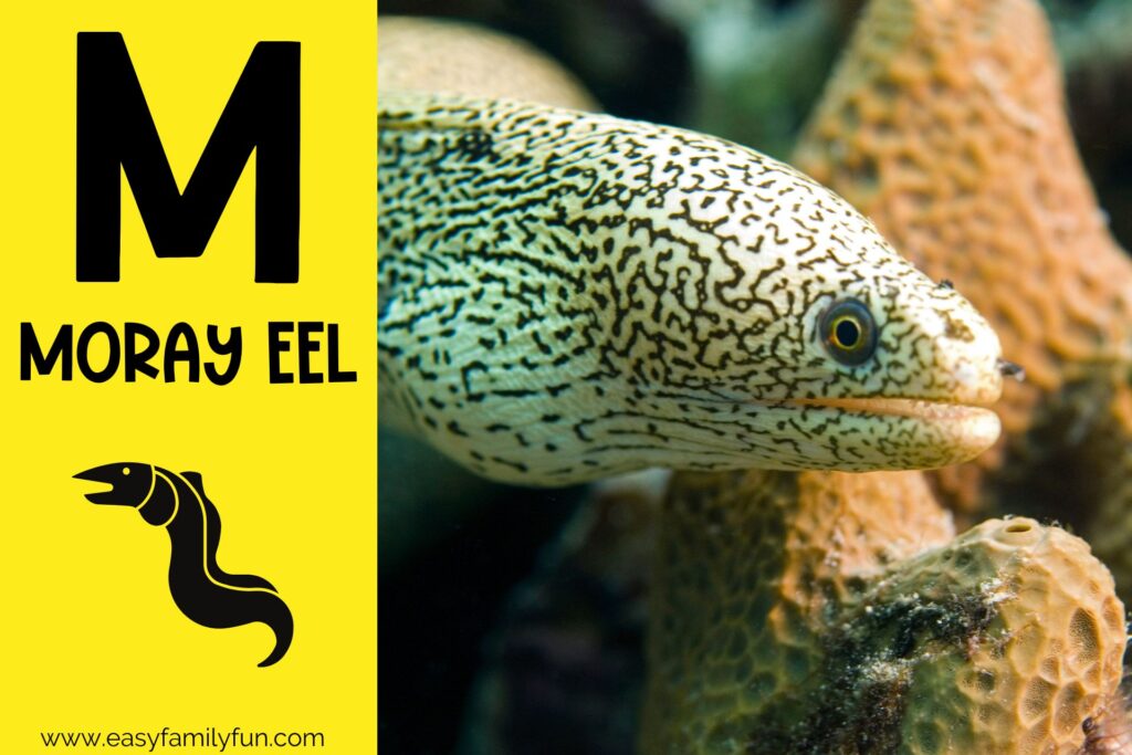 in post image with yellow background, bold letter M, name of animal and image of a moray eel