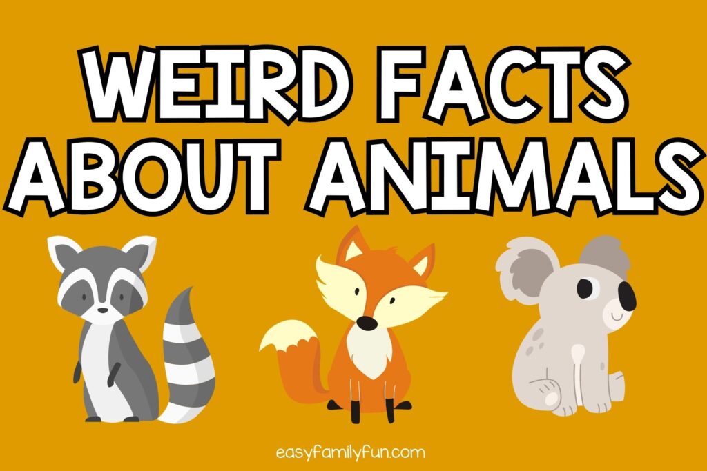 featured image with yellow background, bold white text stating "Weird Facts About Animals" and images of animals