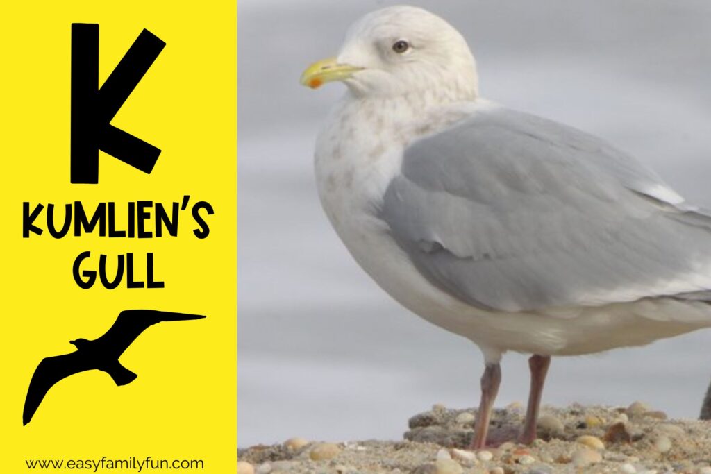 in post image with yellow background, bold black letter K, name of animal that starts with K, and an image of a Kumlien's gull
