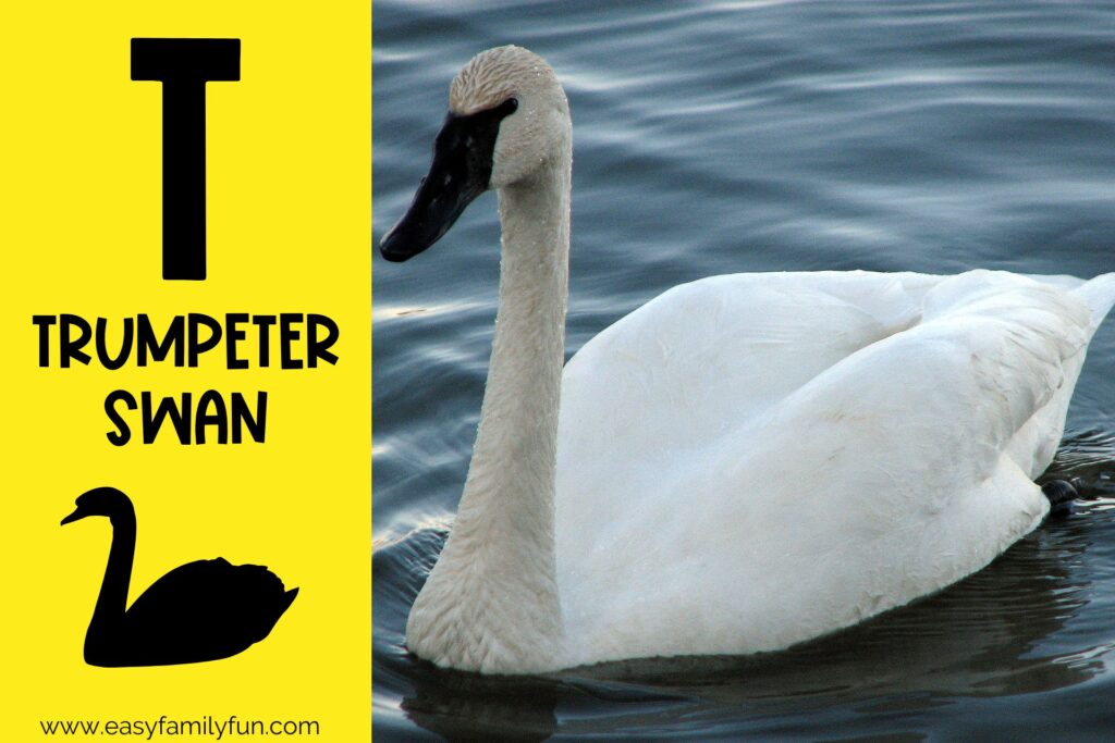 in post image with yellow background, bold letter T, name of animal that starts with T and an image of a trumpeter swan