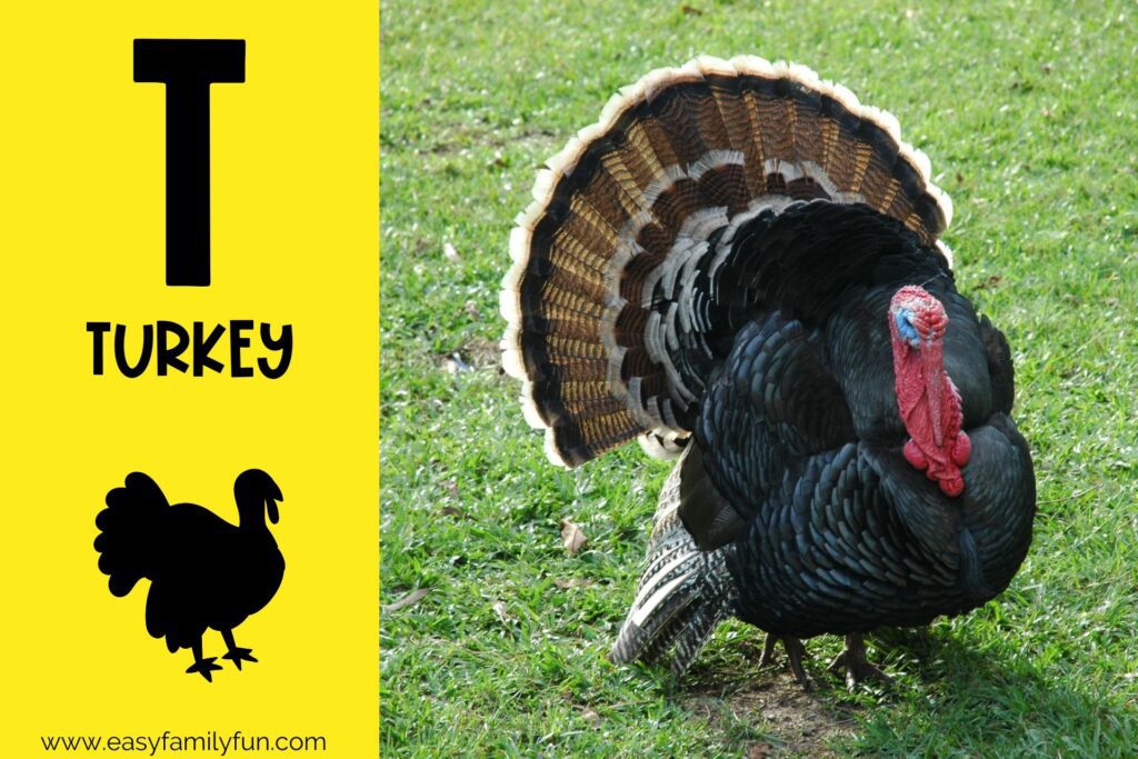 in post image with yellow background, bold letter T, name of animal that starts with T and an image of a turkey