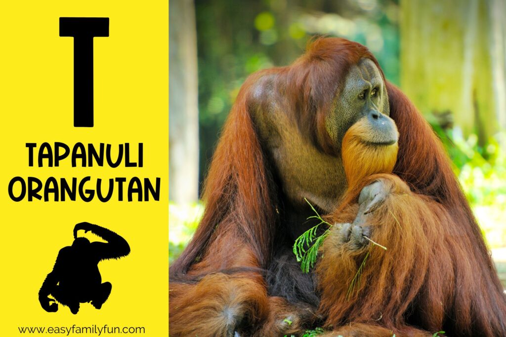 in post image with yellow background, bold letter T, name of animal that starts with T and an image of a tapanuli orangutan