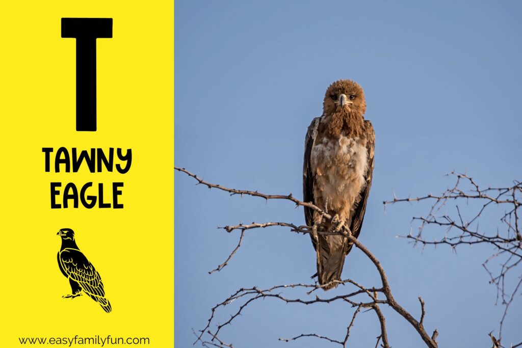 in post image with yellow background, bold letter T, name of animal that starts with T and an image of a tawny eagle