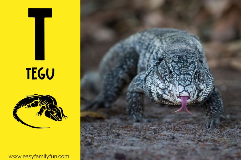 in post image with yellow background, bold letter T, name of animal that starts with T and an image of a tegu