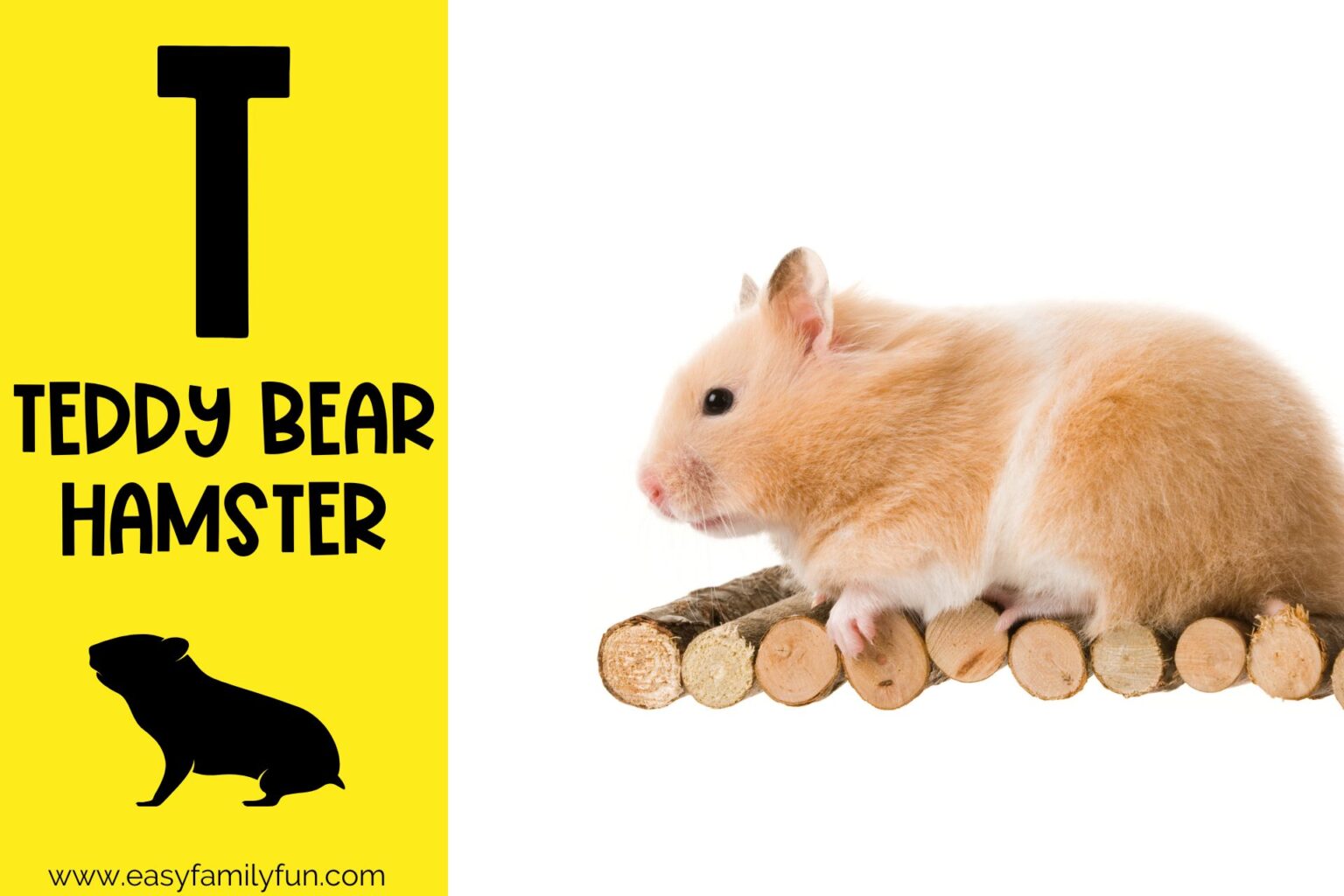 158 Cool Animals That Begin With T