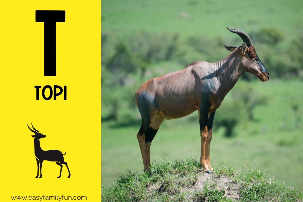 in post image with yellow background, bold letter T, name of animal that starts with T and an image of a topi