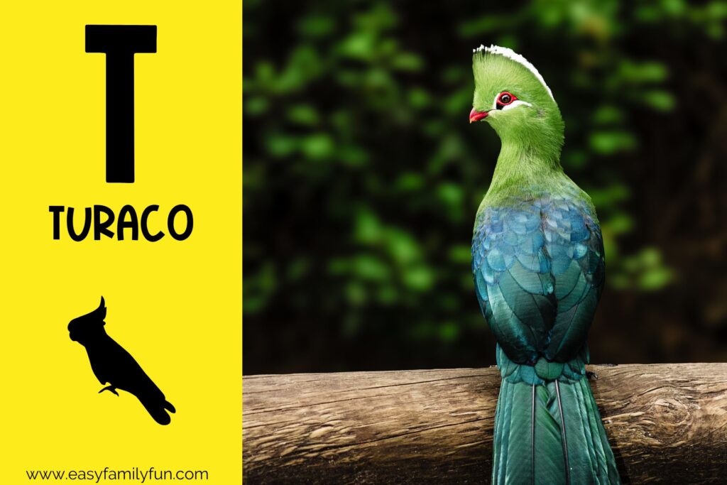 in post image with yellow background, bold letter T, name of animal that starts with T and an image of a turaco