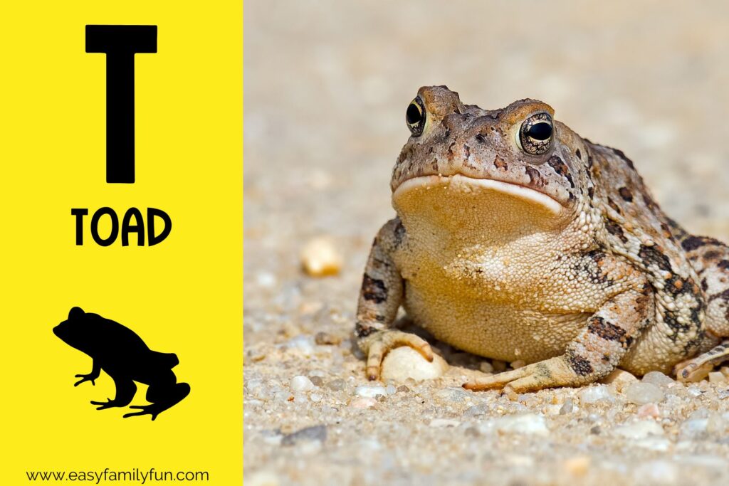 in post image with yellow background, bold letter T, name of animal that starts with T and an image of a toad