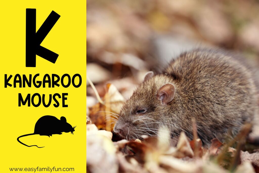 in post image with yellow background, bold black letter K, name of animal that starts with K, and an image of a kangaroo mouse