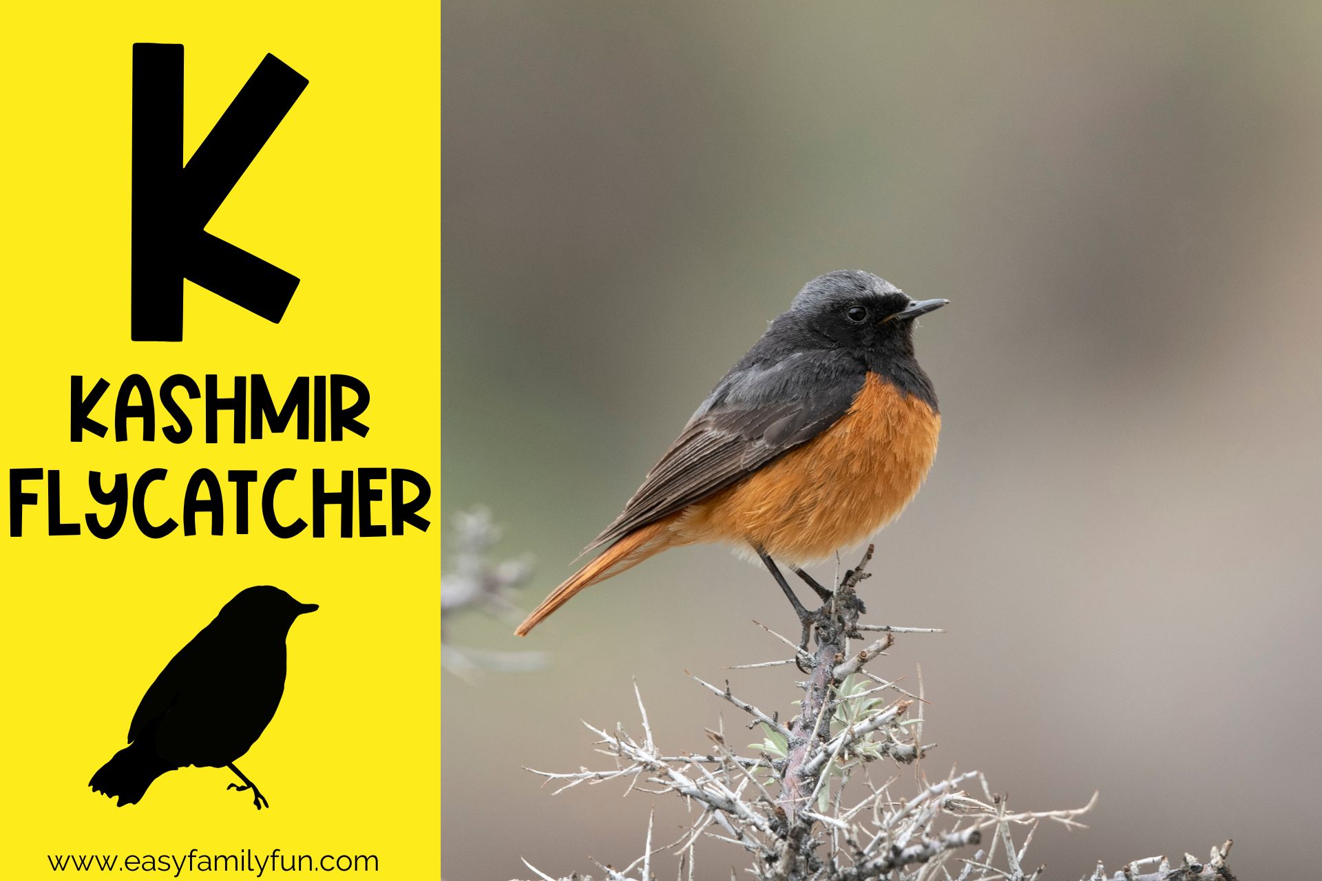 182 Thrilling Animals that Start with K