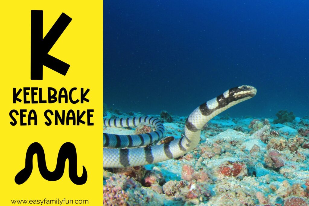 in post image with yellow background, bold black letter K, name of animal that starts with K, and an image of a keelback sea snake