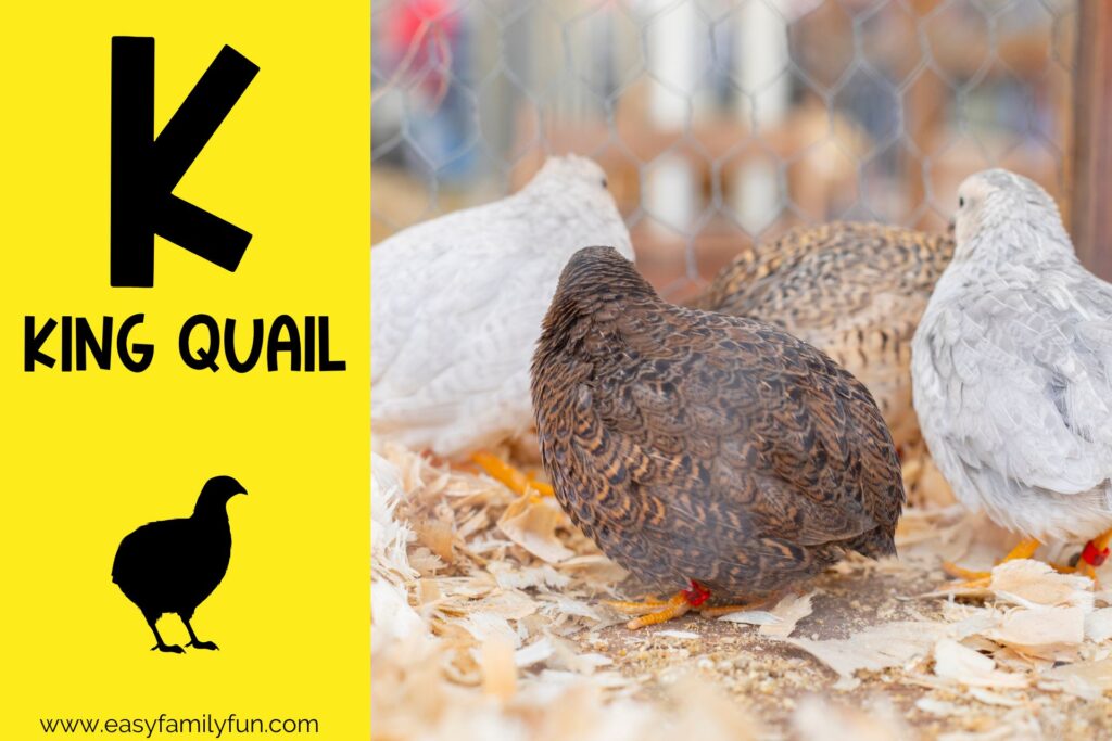 in post image with yellow background, bold black letter K, name of animal that starts with K, and an image of a king quail