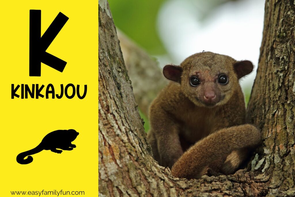 in post image with yellow background, bold black letter K, name of animal that starts with K, and an image of a kinkajou
