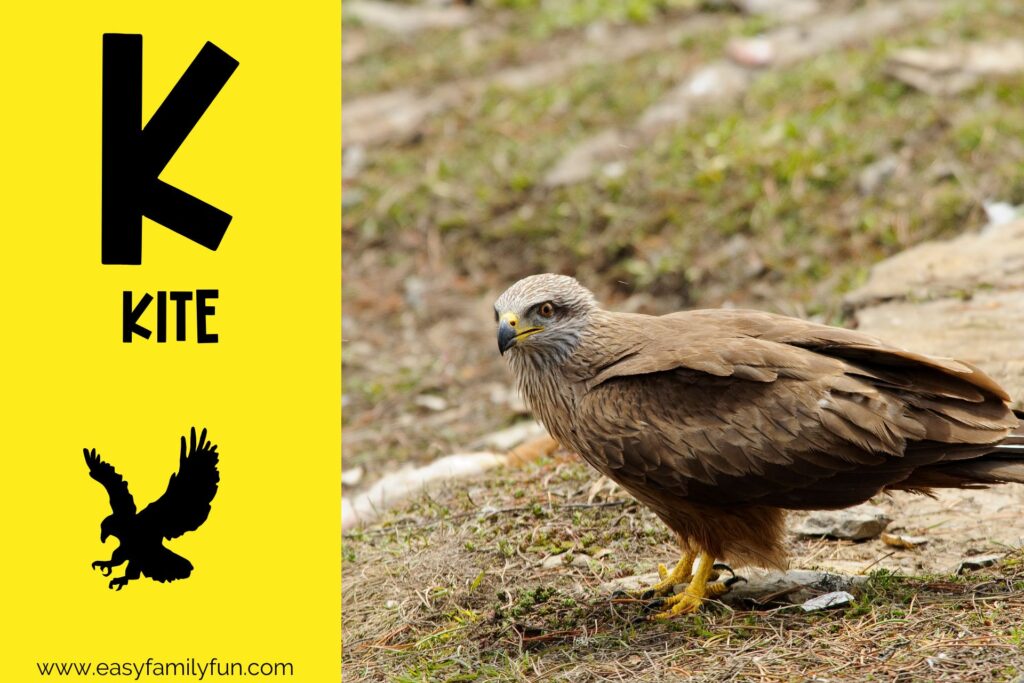 in post image with yellow background, bold black letter K, name of animal that starts with K, and an image of a kite