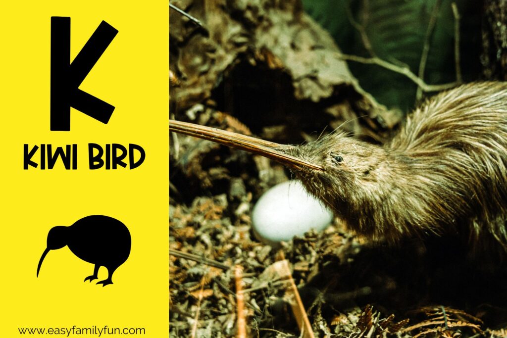 in post image with yellow background, bold black letter K, name of animal that starts with K, and an image of a kiwi bird