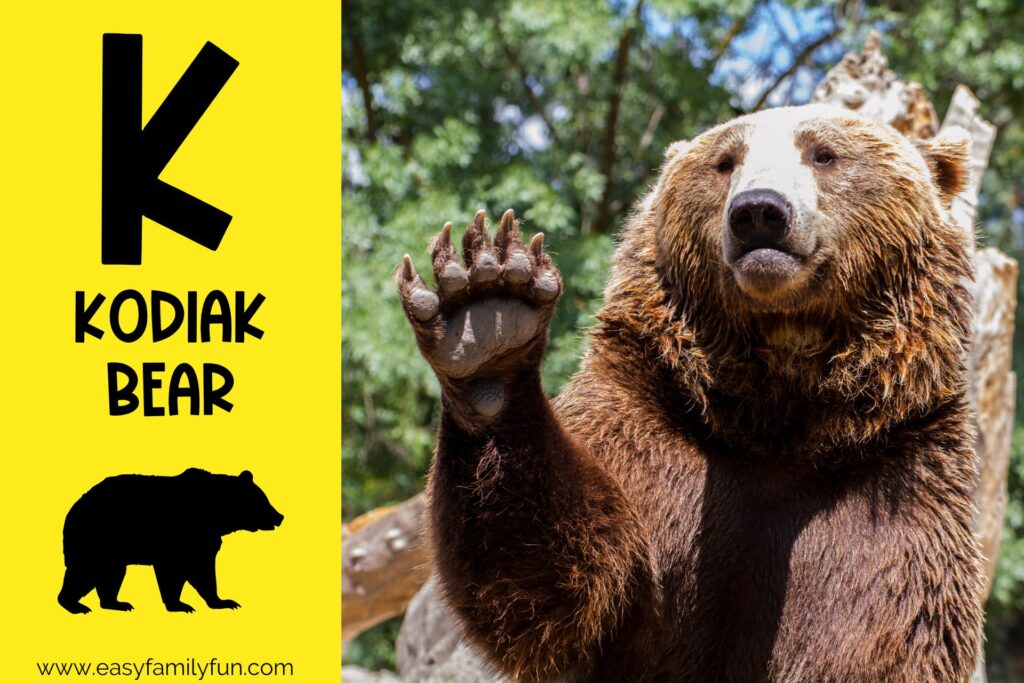 in post image with yellow background, bold black letter K, name of animal that starts with K, and an image of a kodiak bear