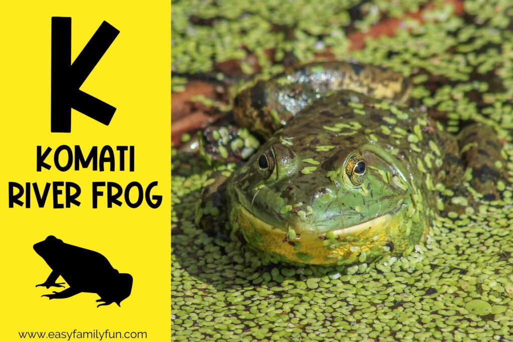 in post image with yellow background, bold black letter K, name of animal that starts with K, and an image of a komati river frog