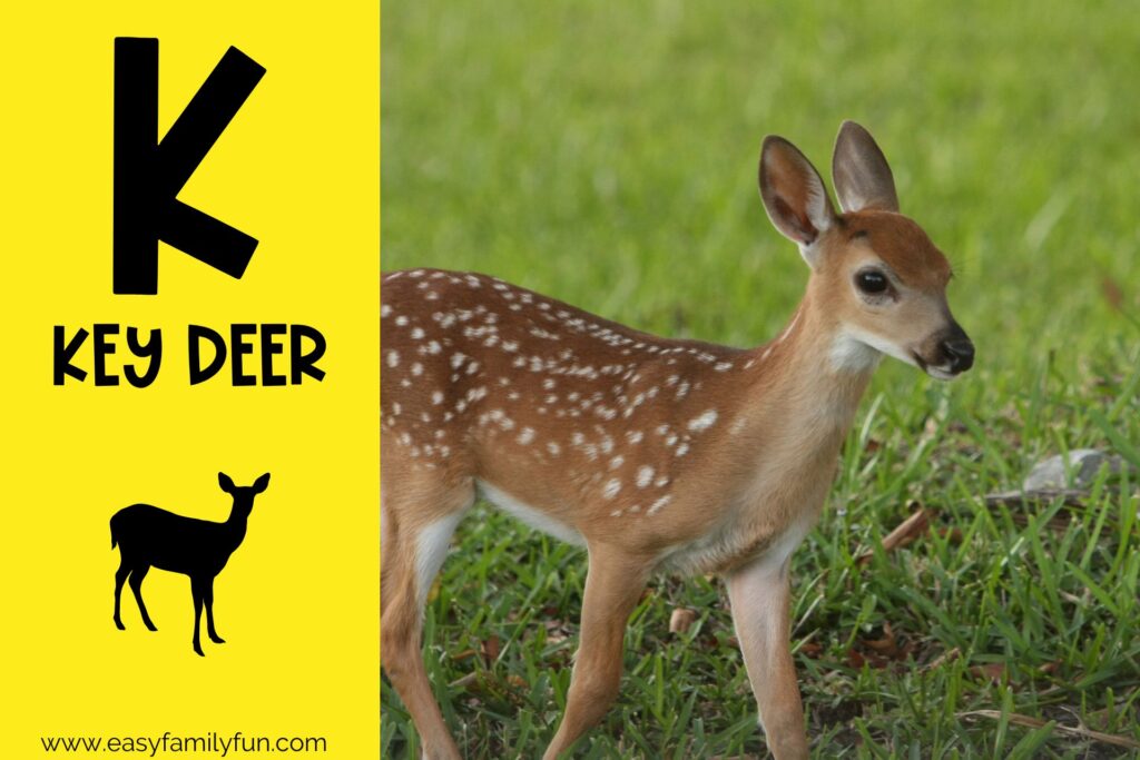 in post image with yellow background, bold black letter K, name of animal that starts with K, and an image of a key deer