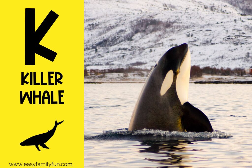 in post image with yellow background, bold black letter K, name of animal that starts with K, and an image of a killer whale