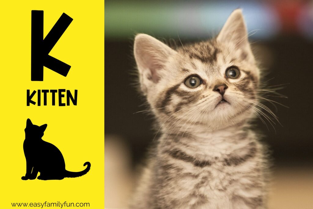 in post image with yellow background, bold black letter K, name of animal that starts with K, and an image of a kitten