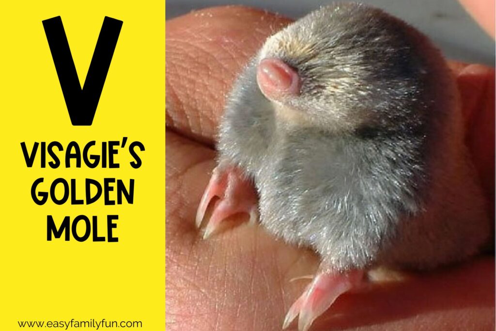 in post image with yellow background, bold letter V, name of animal that starts with V and an image of a Visagie's Golden Mole