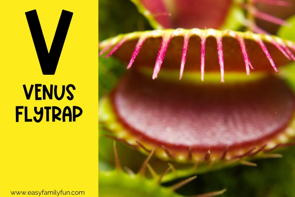 in post image with yellow background, bold letter V, name of animal that starts with V and an image of a Venus Flytrap