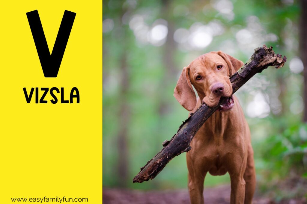in post image with yellow background, bold letter V, name of animal that starts with V and an image of a Vizsla