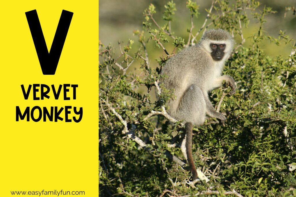 in post image with yellow background, bold letter V, name of animal that starts with V and an image of a Vervet Monkey