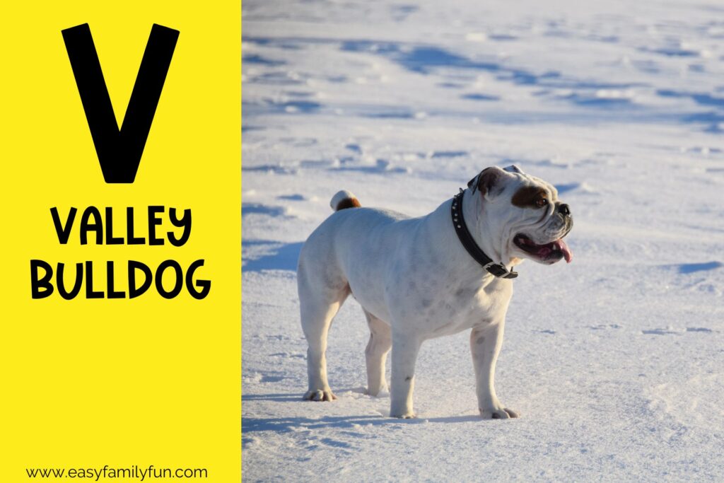in post image with yellow background, bold letter V, name of animal that starts with V and an image of a Valley Bulldog