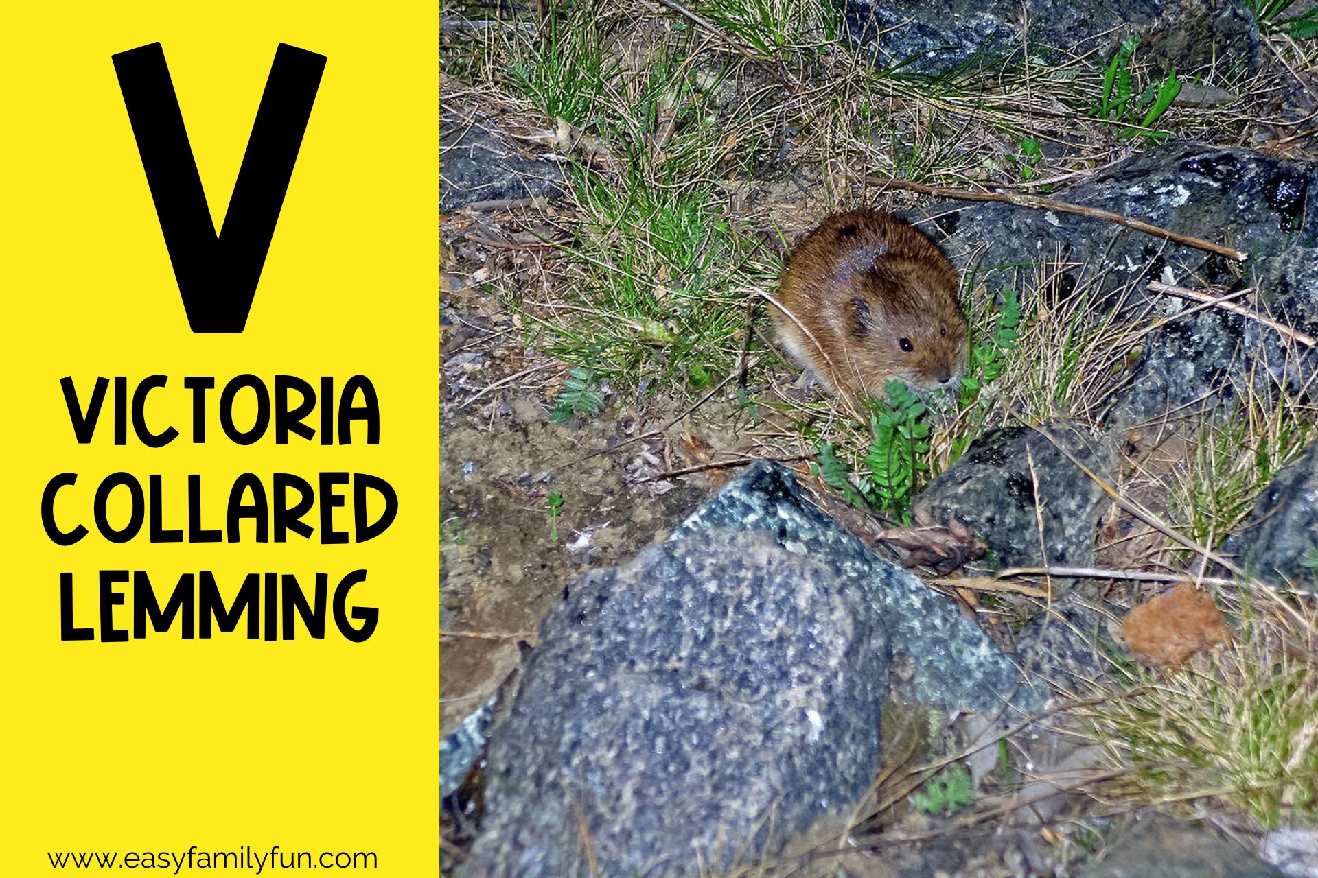 A guide to animals with names beginning with V.