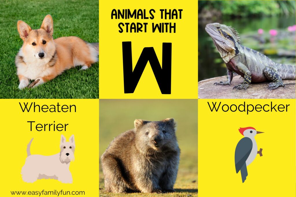 featured image with yellow background, bold black title that says "Animals that start with W" and images of animals that start with W